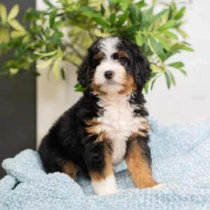 Bernedoodle Puppy for sale sitting in front of a tree.