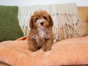 Cute Poodle Puppy for sale