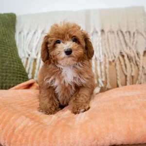 Nash Poodle Puppy Scaled 1