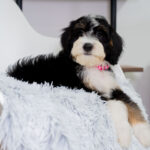 Sadie | Tri Bernedoodle for sale