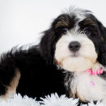 Sadie | Tri Bernedoodle for sale