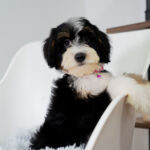 Sadie | Tri Bernedoodle for sale
