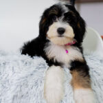 Sadie | Tri Bernedoodle for sale