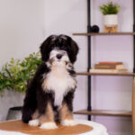 Sawyer | Tri Bernedoodle for sale