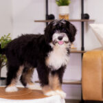 Sawyer | Tri Bernedoodle for sale