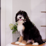 Sawyer | Tri Bernedoodle for sale
