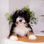 Sawyer | Tri Bernedoodle for sale