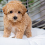 Valentina | Ruby Maltipoo for sale