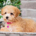 Valentina | Ruby Maltipoo for sale