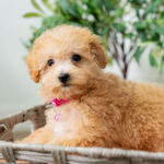 Valentina | Ruby Maltipoo for sale