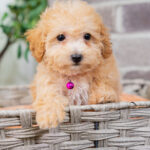 Valentina | Ruby Maltipoo for sale