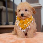 Valentina | Ruby Maltipoo for sale