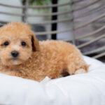 Valentina | Ruby Maltipoo for sale