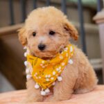 Valentina | Ruby Maltipoo for sale