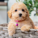 Valentina | Ruby Maltipoo for sale
