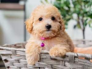 Valentina Female Maltipoo