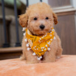 Valentina | Ruby Maltipoo for sale
