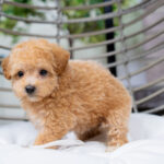 Valentina | Ruby Maltipoo for sale