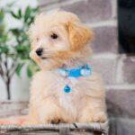 Vander | Ruby Maltipoo for sale
