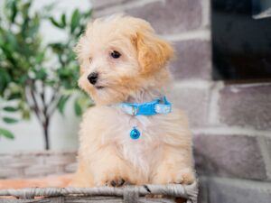 Vander Male Maltipoo