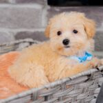 Vander | Ruby Maltipoo for sale