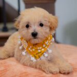Vander | Ruby Maltipoo for sale