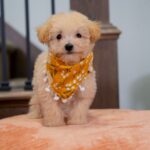 Vander | Ruby Maltipoo for sale