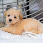 Vander | Ruby Maltipoo for sale