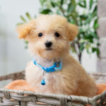 Vander | Ruby Maltipoo for sale