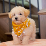 Vander | Ruby Maltipoo for sale