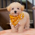 Vander | Ruby Maltipoo for sale