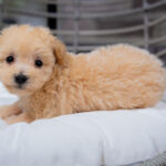 Vander | Ruby Maltipoo for sale