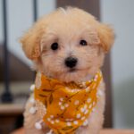 Vander | Ruby Maltipoo for sale
