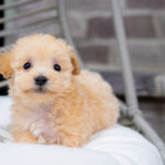 Vander | Ruby Maltipoo for sale