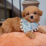 Vera | Ruby Maltipoo for sale