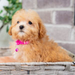 Vera | Ruby Maltipoo for sale