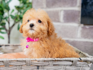 Vera Female Maltipoo
