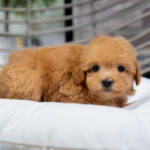 Vera | Ruby Maltipoo for sale