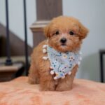 Vera | Ruby Maltipoo for sale