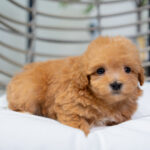 Vera | Ruby Maltipoo for sale