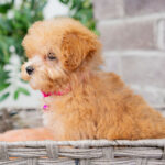 Vera | Ruby Maltipoo for sale