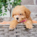 Vera | Ruby Maltipoo for sale