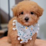 Vera | Ruby Maltipoo for sale