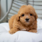 Vera | Ruby Maltipoo for sale
