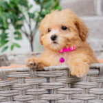 Vera | Ruby Maltipoo for sale