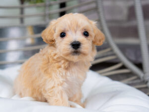 Vienna Female Maltipoo