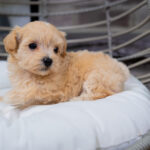 Vienna | Ruby Maltipoo for sale