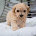 Vienna | Ruby Maltipoo for sale