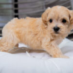 Vienna | Ruby Maltipoo for sale