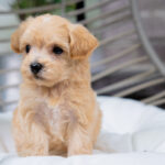 Vienna | Ruby Maltipoo for sale
